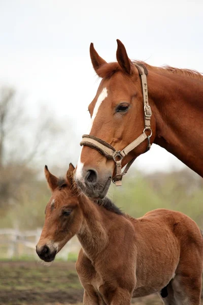 Braune süße Fohlen Porträt mit seiner Mutter — Stockfoto