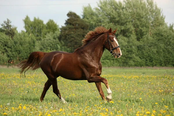Castaño hermoso caballo galopando en la floreciente pradera — Foto de Stock