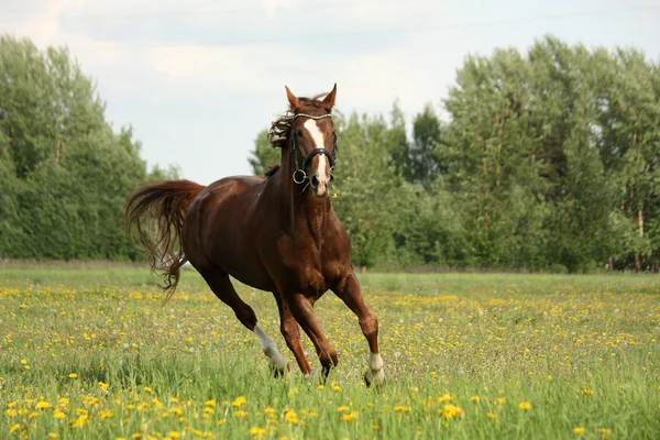 Castagno bel cavallo galoppante al prato fiorito — Foto Stock