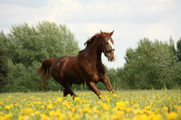 Chestnut beautiful horse galloping at the blooming meadow — Stock Photo, Image