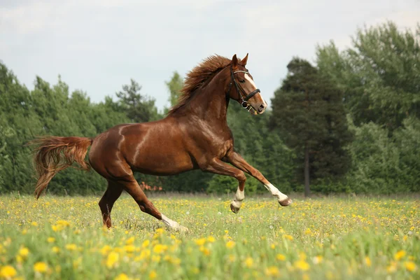 Kastanj vackra häst galopperar på den blommande äng — Stockfoto