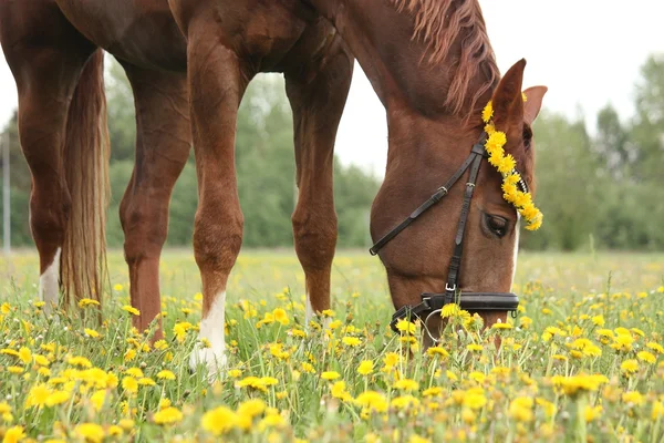 Chestnut horse eating dandelions at the pasture — Stock Photo, Image