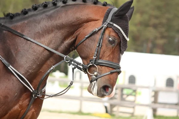 Bellissimo ritratto di cavallo sportivo in estate — Foto Stock