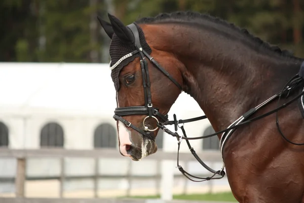 Portrét krásné sportovní koně v létě — Stock fotografie