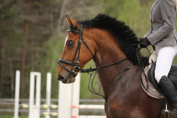 Beautiful sport horse portrait in summer — Stock Photo, Image