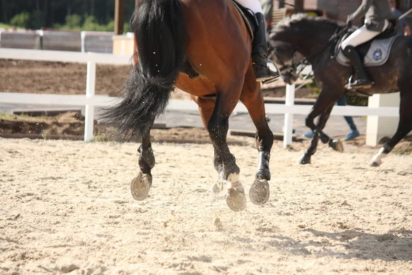 Cantering πόδια αλόγων σε κοντινό πλάνο — Φωτογραφία Αρχείου