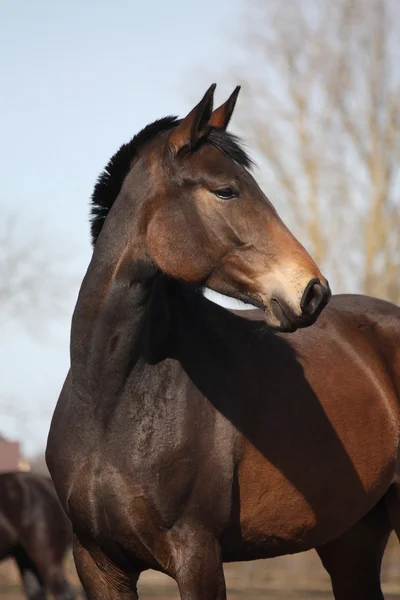 Beautiful brown latvian horse portrait — Stock Photo, Image