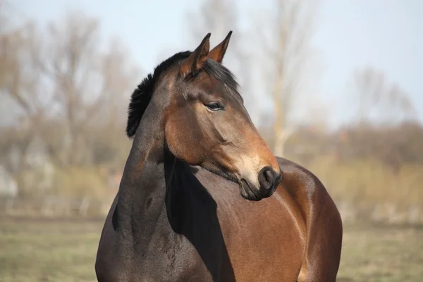 Bel ritratto di cavallo lettone marrone — Foto Stock