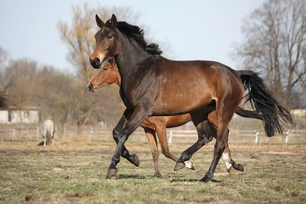 Two brown horses running at the pasture — Stock Photo, Image