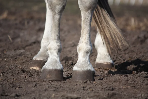 Close up of gray horse legs — Stock Photo, Image