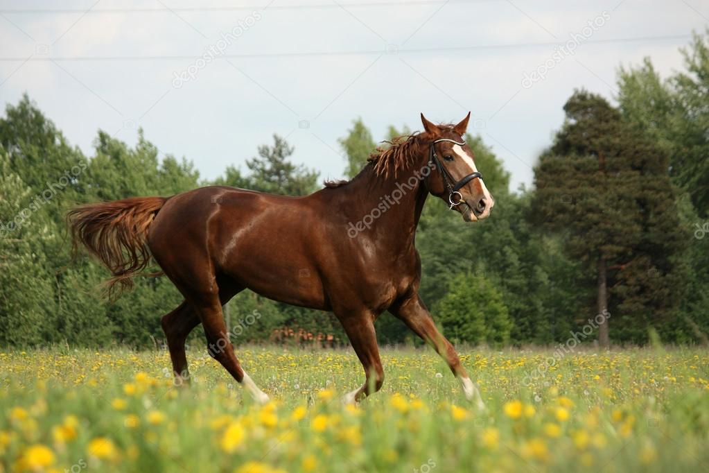 Chestnut horse trotting at the flower field