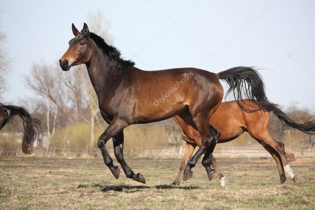 Two brown horses running at the pasture