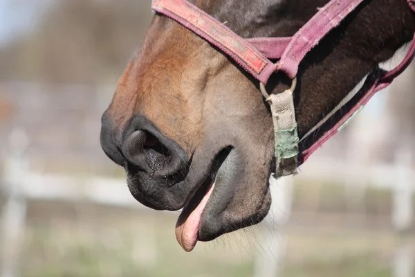 Close up van bruin paard geeuwen — Stockfoto