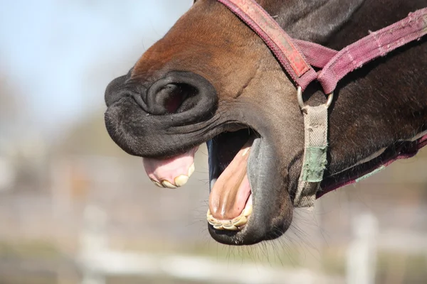 Närbild på brun häst gäspningar — Stockfoto