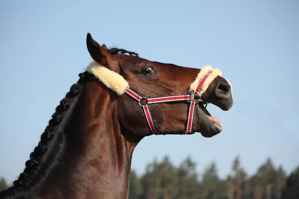 Kahverengi at kişneme portre