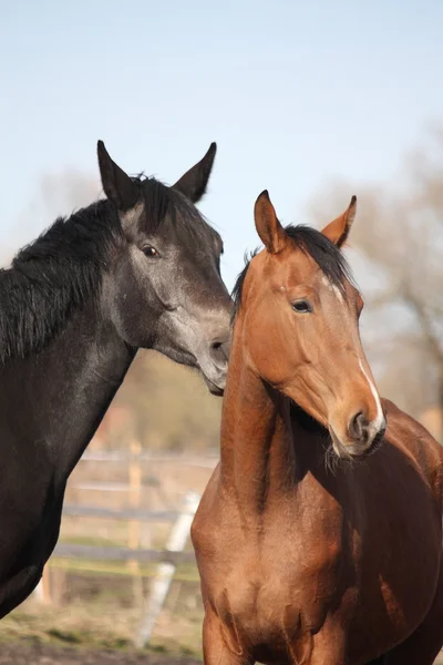 Dois adoráveis cavalos nuzzling uns aos outros — Fotografia de Stock