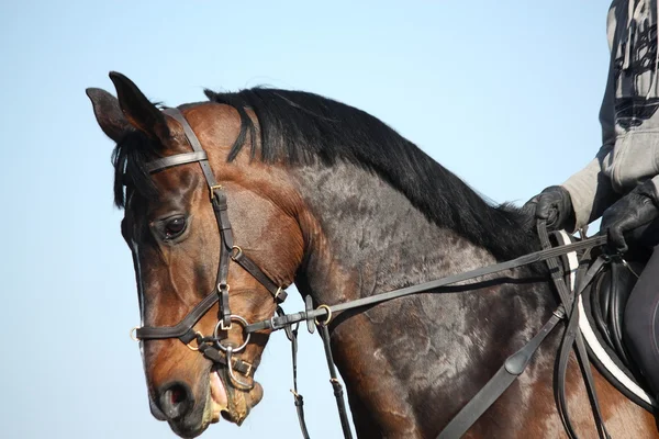 Brown esporte cavalo retrato durante o show — Fotografia de Stock