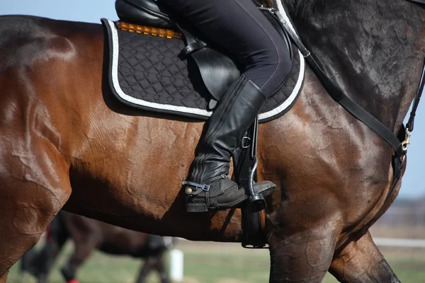 Nahaufnahme des Reiterbeins mit Sporn — Stockfoto