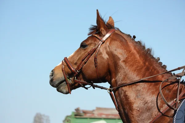 Brown esporte cavalo retrato durante o show — Fotografia de Stock