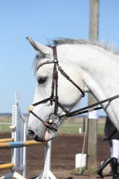 Grijze sport paard portret — Stockfoto