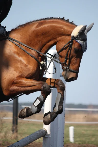 Primo piano dello show jumping horse — Foto Stock