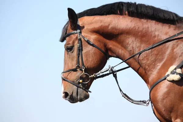 Brown esporte cavalo retrato durante o show — Fotografia de Stock