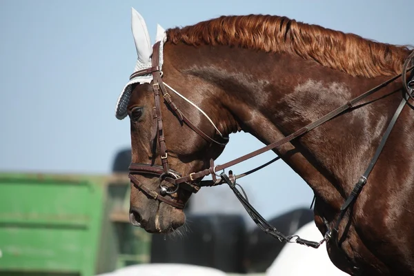 Brown esporte cavalo retrato durante o show — Fotografia de Stock