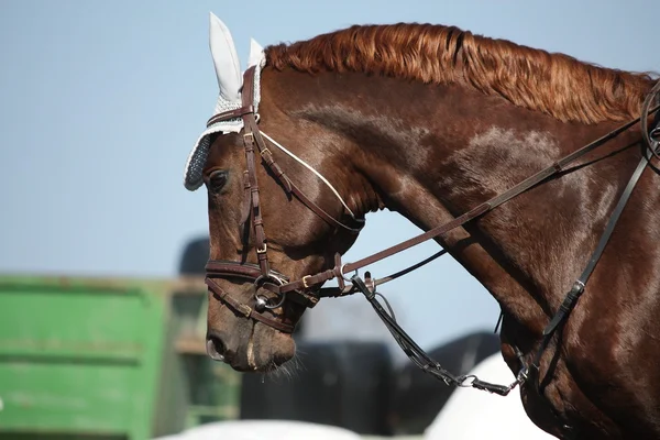 Porträt eines braunen Sportpferdes während der Show — Stockfoto