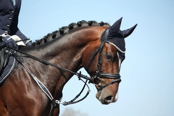 Ritratto di cavallo sportivo marrone durante lo spettacolo — Foto Stock