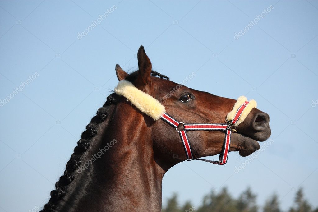 SCARICARE NITRITO CAVALLO