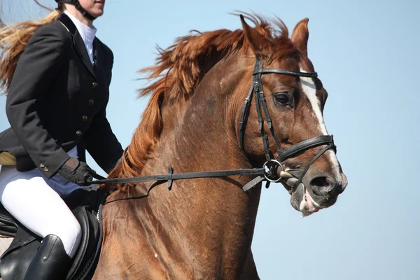 Brown esporte cavalo retrato durante o show — Fotografia de Stock