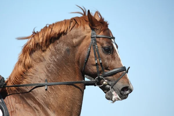 Brown esporte cavalo retrato durante o show — Fotografia de Stock