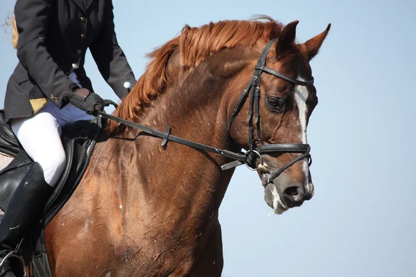 Portrait de cheval de sport brun pendant le spectacle — Photo