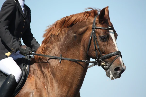 Porträt eines braunen Sportpferdes während der Show — Stockfoto