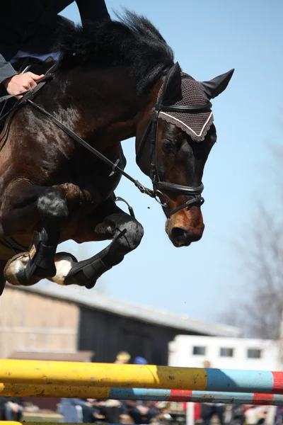 Barna ló jumping közelről — Stock Fotó