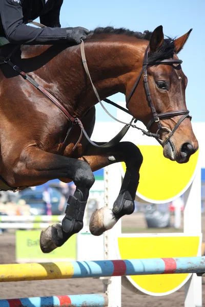 Gros plan du cheval de saut d'obstacles — Photo