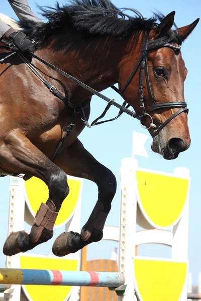 Díjugrató ló közelről — Stock Fotó