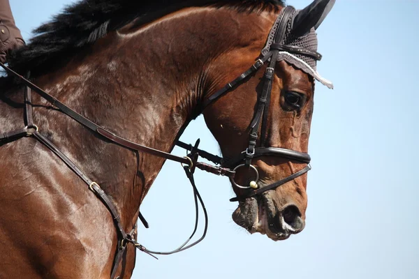 Brown esporte cavalo retrato durante o show — Fotografia de Stock