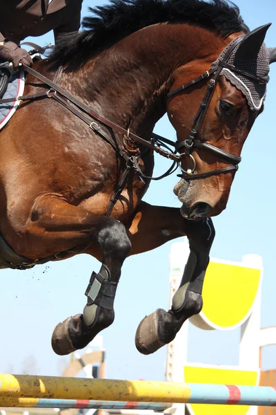 Fechar o show jumping cavalo — Fotografia de Stock