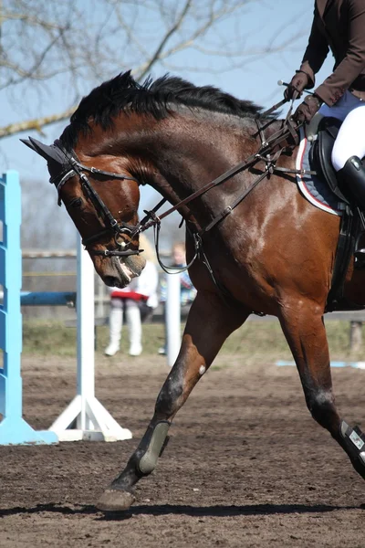 Close up of running sport horse — Stock Photo, Image