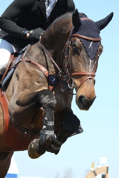 Kahverengi at atlama yakın çekim