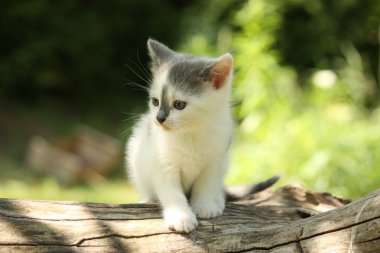 Ağaç dalı üzerinde oturan Gri kedi yavrusu