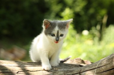 Yavru mewing ve ağaç kütüğü dinlenme gri kedicik