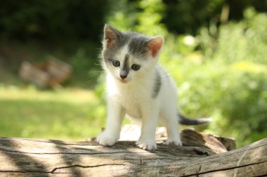 Ağaç dalı üzerinde oturan Gri kedi yavrusu