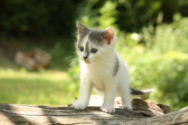 Ağaç dalı üzerinde oturan Gri kedi yavrusu