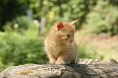 Ağaç dalı tırmanma çok güzel kırmızı kedi yavrusu