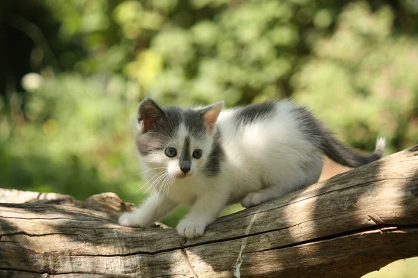 Ağaç dalı üzerinde oturan Gri kedi yavrusu