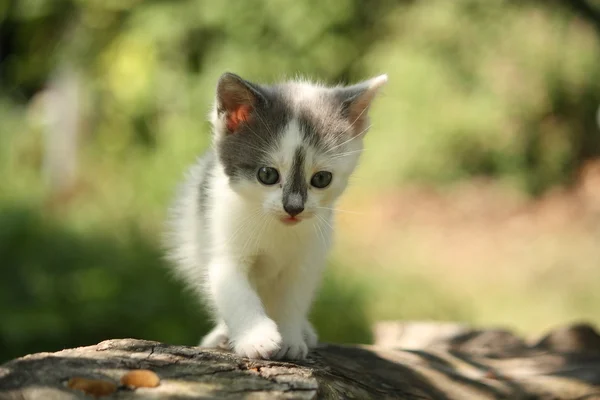 Grijze kitten zittend op de boomtak — Stockfoto