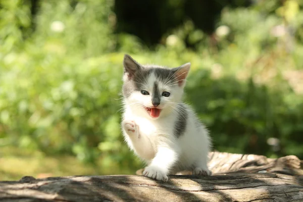 Grå kattunge mewing cutely och vilar på en stubbe — Stockfoto