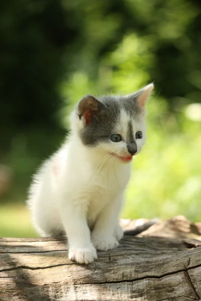 Gray kitten mewing cutely and resting on the tree stump — Stock Photo, Image